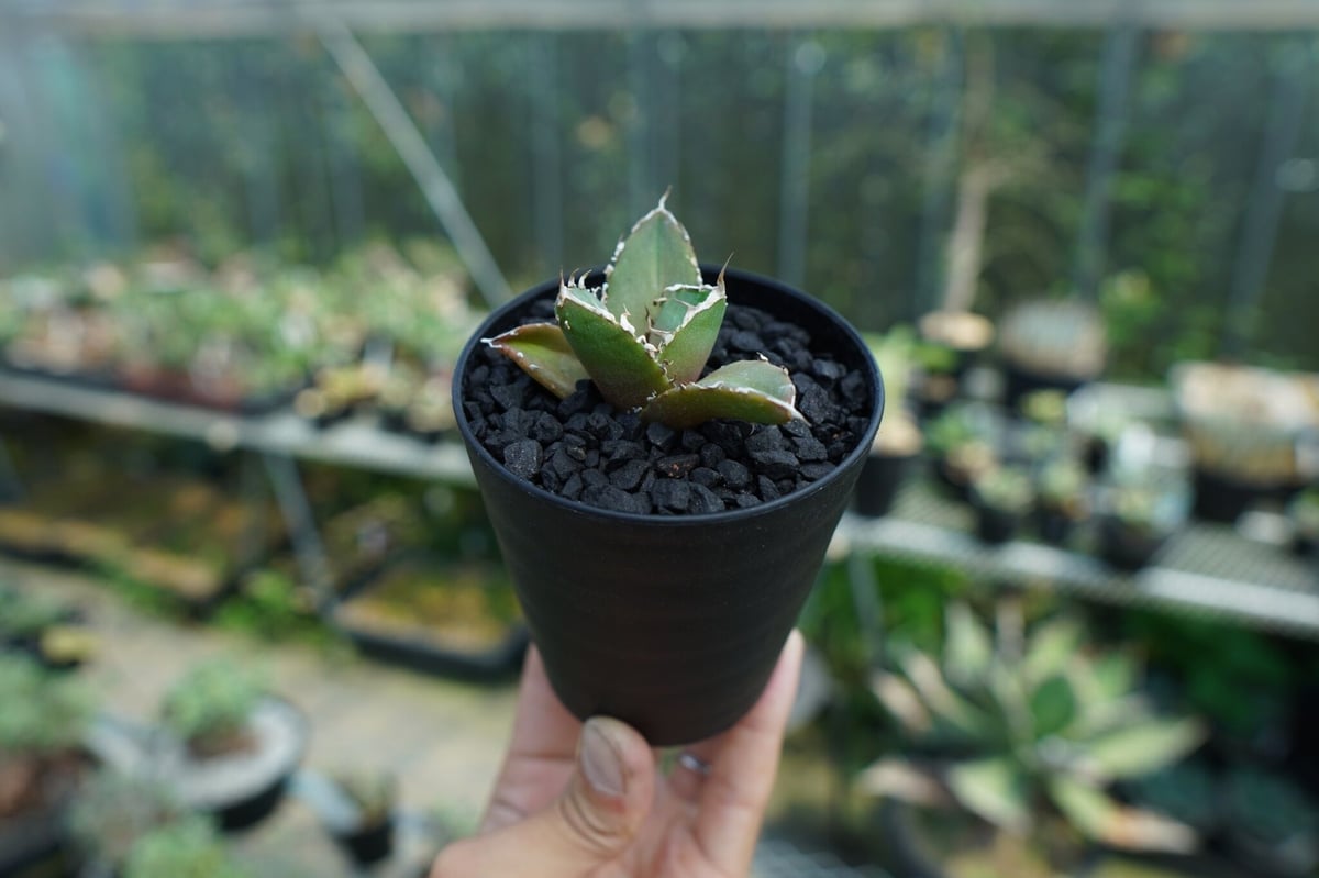 【発根済】アガベ　チタノタ　雪峰　検）鬼爪　三叉戟　白鯨　オアハカ　オテロイ アガベ チタノタ 鬼爪雪峰 Agave titanota “Onitsume Yukimin