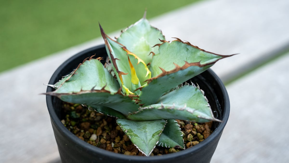 アガベ チタノタ シャーク | mana's farm:塊根植物・アガベ・ドライ