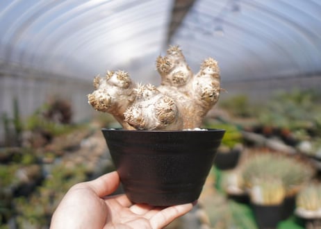 パキポディウム　エブレネウム　Pachypodium eburneum　No.2