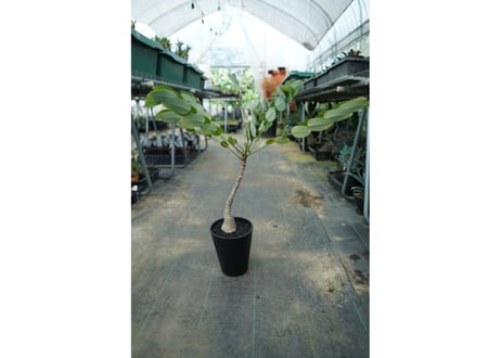 フィランサス　ミラビリス　Phyllanthus mirabilis