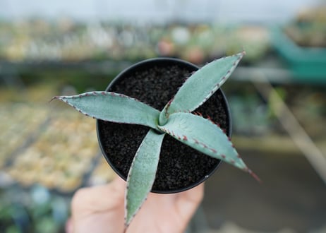 アガベ　屈原の舞扇 Agave 'Kutsugen no Maiougi'