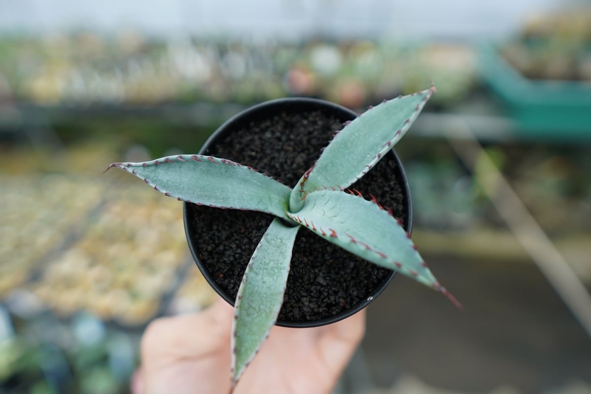 アガベ 屈原の舞扇 Agave 'Kutsugen no Maiougi' | mana's アガベ 屈原の舞扇 Agave 'Kutsugen no Maiougi' | mana's