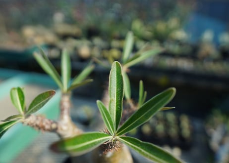 パキポディウム　グラキリス　 Pachypodium Gracilius  No.8