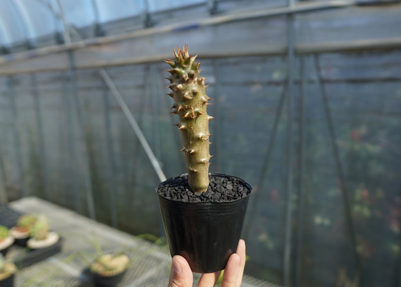 パキポディウム バロニー Pachypodium baronii No.2 | mana's