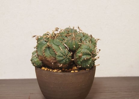 ユーフォルビア  バリダ Euphorbia  valida