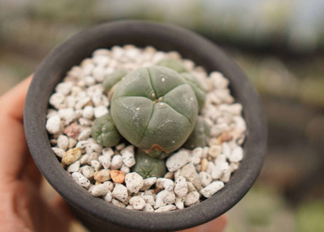 ロフォフォラ 子吹き烏羽玉 | mana's farm:塊根植物・アガベ・ドライ