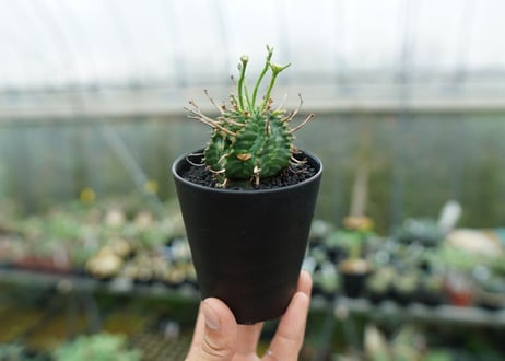 ユーフォルビア　バリダ　Euphorbia valida　No.6