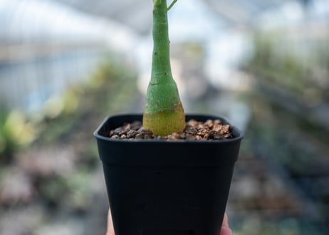 アデニア グラウカ  Adenia glauca　NO.7