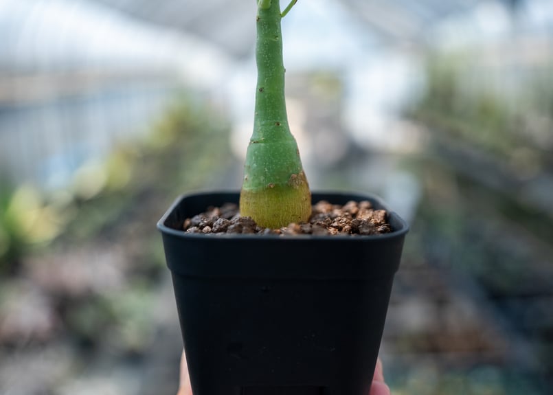 アデニア グラウカ Adenia glauca NO.7 | mana's farm:塊根植