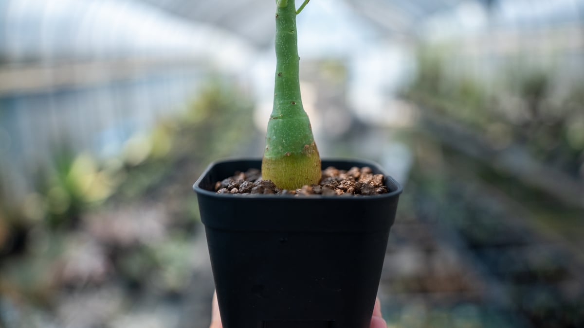アデニア グラウカ Adenia glauca NO.7 | mana's farm:塊根植