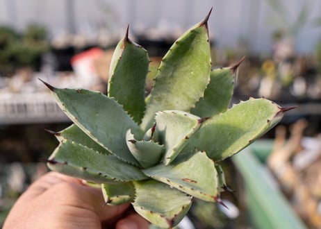 Agave Potatorum×Macroacantha NO.3