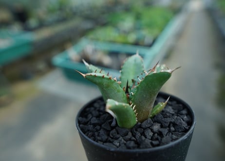 アガベ　チタノタ　FO-76　Agave titanota  FO-76　No.7