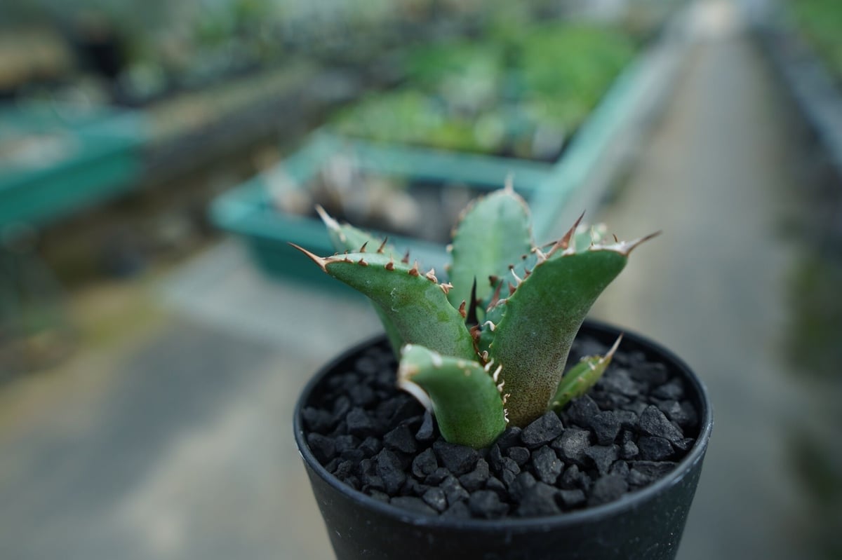 アガベ チタノタ FO-76 Agave titanota FO-76 No.7 | man