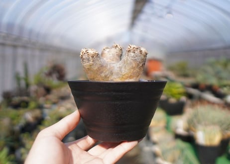 パキポディウム　エブレネウム　Pachypodium eburneum　No.1