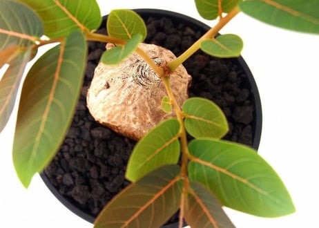 Phyllanthus mirabilis フィランサス　ミラビリス