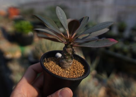 ユーフォルビア　パキポディオイデス　Euphorbia pachypodioides　NO.1