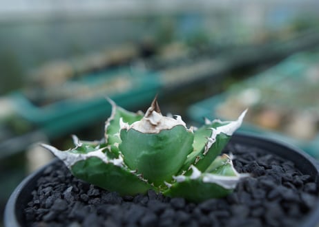 アガベ　チタノタ　白火焔　agave titanota white fire　No.2