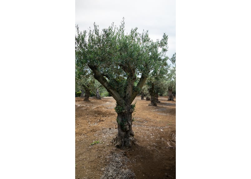 ねこなでたい農園　オリーブの木　コラティナ　極太　古木　8月17日出品終了 ねこなでたい農園 オリーブの木 コラティナ 極太 古木 8月17日出品