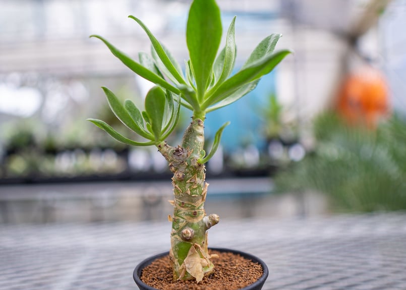 極太　チレコドン　パニクラーツス　阿房宮　塊根植物 約30cm チレコドン パニクラータス 阿房宮 | mana's farm:塊根植物