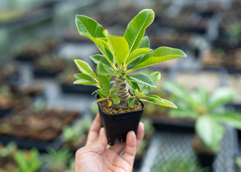 塊根植物 パキポディウム　ウィンゾリー　実生 パキポディウム ウィンゾリー(タイ実生苗) | ソレトナ植物店