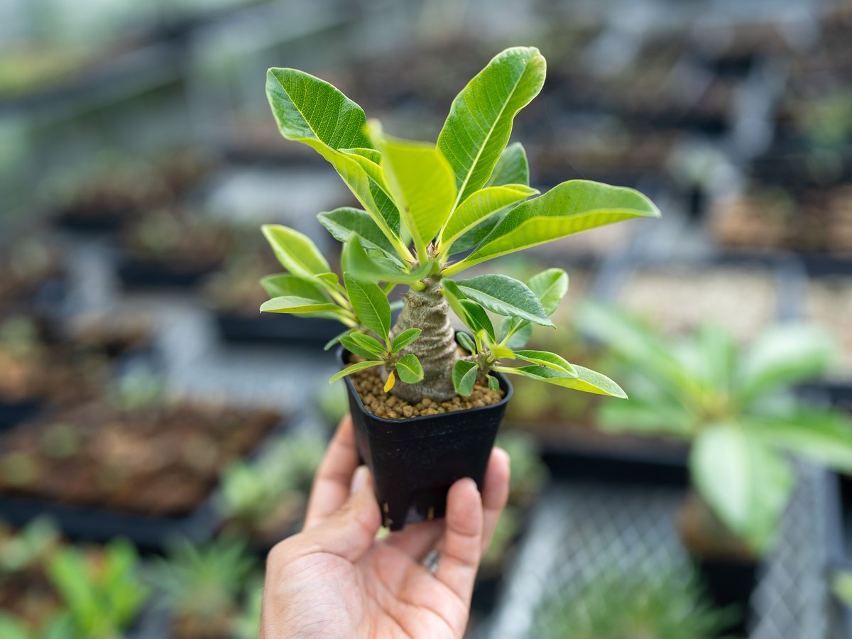 パキポディウム ウィンゾリー 沖縄実生 | mana's farm:塊根植物