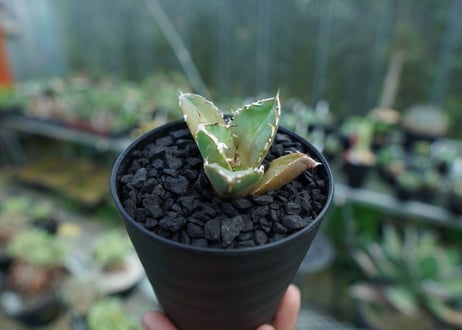 アガベ　チタノタ　鬼爪雪峰  Agave titanota “Onitsume Yukimine” 子株　No.2