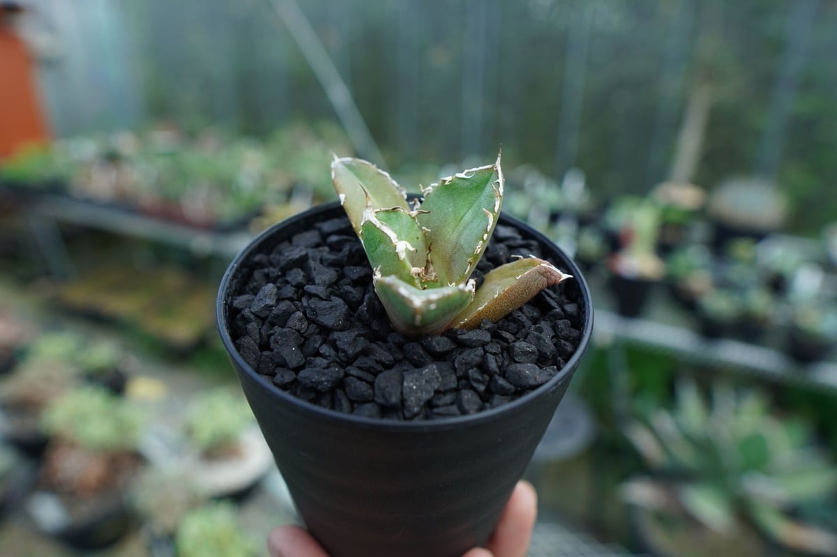 アガベ チタノタ 鬼爪 雪峰 子株 - 植物/観葉植物