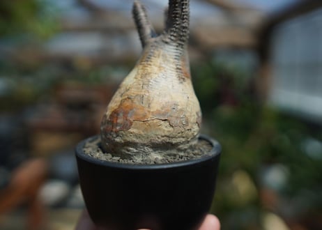 【未発根】パキポディウム　グラキリス　 Pachypodium Gracilius  No.10