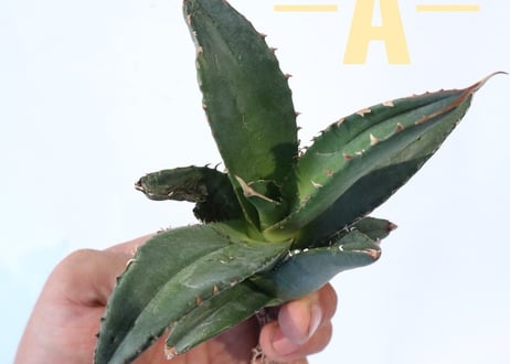 Agave titanota FO-76 compacta dwarf