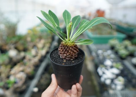 ユーフォルビア　鉄甲丸　Euphorbia bupleurifolia