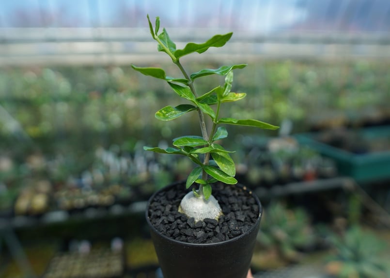 フォッケア エデュリス ”火星人” Fockea edulis No.2 | mana's