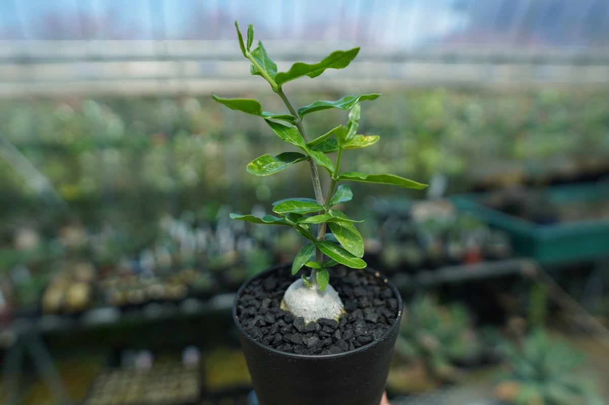 フォッケア エデュリス ”火星人” Fockea edulis No.2 | mana's