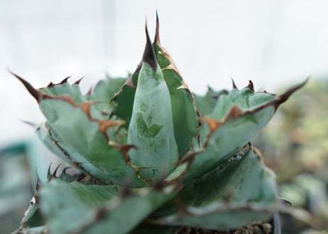 アガベ　チタノタ　 ブラックアンドブルー 　Agave titanota black and blue　NO.1