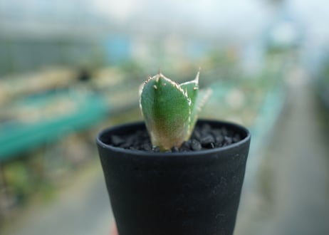 アガベ　チタノタ　鬼爪雪峰  Agave titanota “Onitsume Yukimine”　No.2