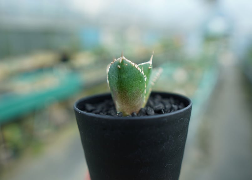 アガベ チタノタ 鬼爪雪峰 Agave titanota “Onitsume Yukimin