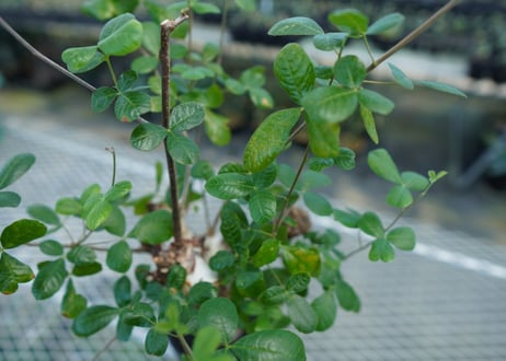 コミフォラ オルビクラリス　commiphora orbicularis