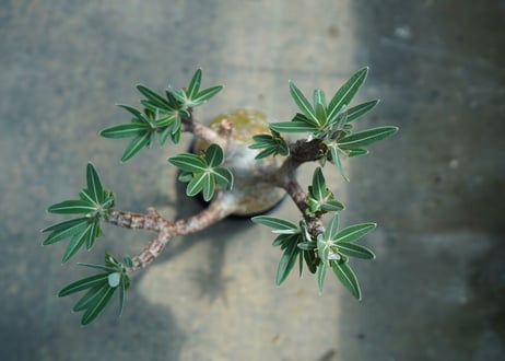 パキポディウム　グラキリス　 Pachypodium Gracilius  No.8
