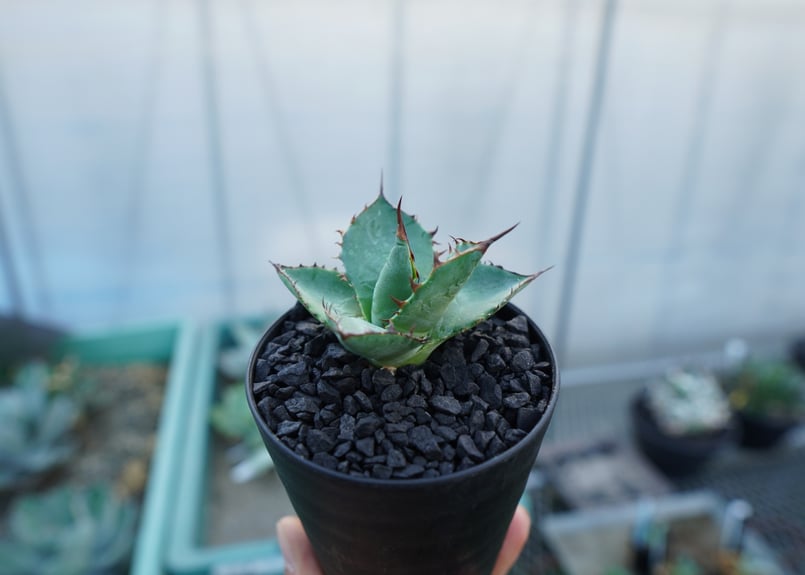 アガベ パラサナ×ホリダ agave parasana×horrida | mana's fa