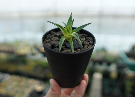ディッキア　ムーングロー　Dyckia brevifolia  Moon Glow　No.1
