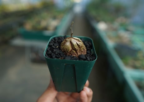 亀甲竜　Dioscorea elephantipes　No.4