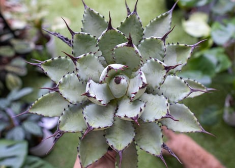 Agave macroacantha x Potatorum　大　超短葉