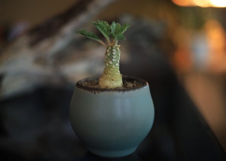 ドルステニア　ラブラニー　Dorstenia lavrani