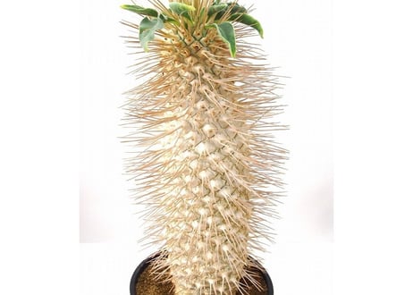 Pachypodium namaquanum パキポディウム　ナマクアナム　光堂