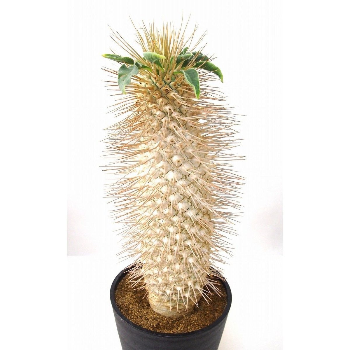 nickさん専用光堂 ナマクアナム パキポディウム Pachypodium namaquanum【パキポディウム・ナマクアナム・光堂