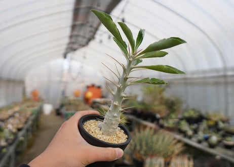 パキポディウム　サンデルシー　Pachypodeium saundersii