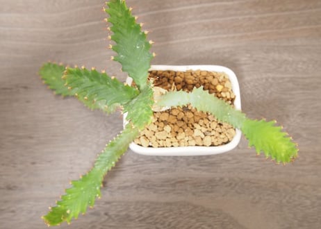 ユーフォルビア　ステラータ　Euphorbia stellata no.５