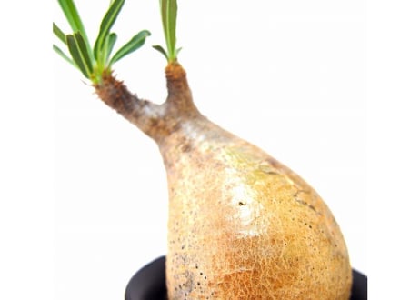 Pachypodium Gracilius パキポディウム  グラキリス  №10 little