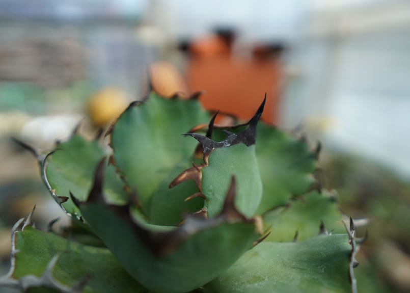 アガベ チタノタ 黒鯨 Agave titanota black whales No.1 |