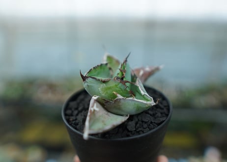 アガベ　チタノタ　 ブラックアンドブルー 　Agave titanota black and blue　No.11