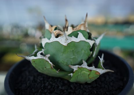 アガベ　チタノタ　螃蟹　Agave Titanota crab